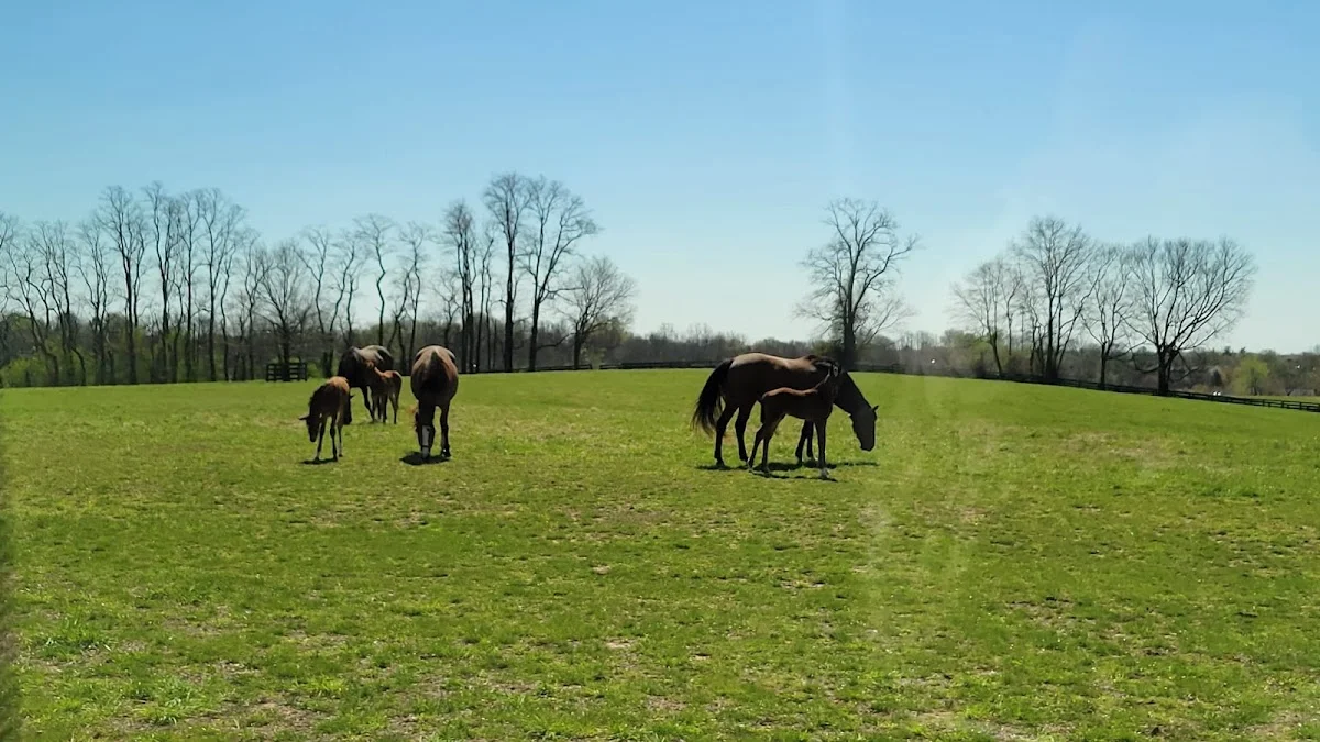 Cadia Rehabilitation Silverside - Photo 4